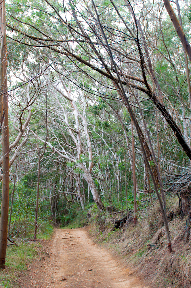 Cliff Trail