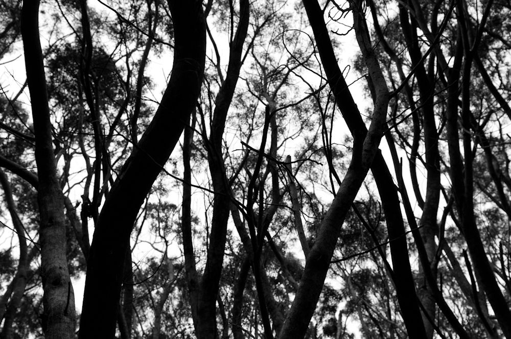 Trees on the Cliff Trail