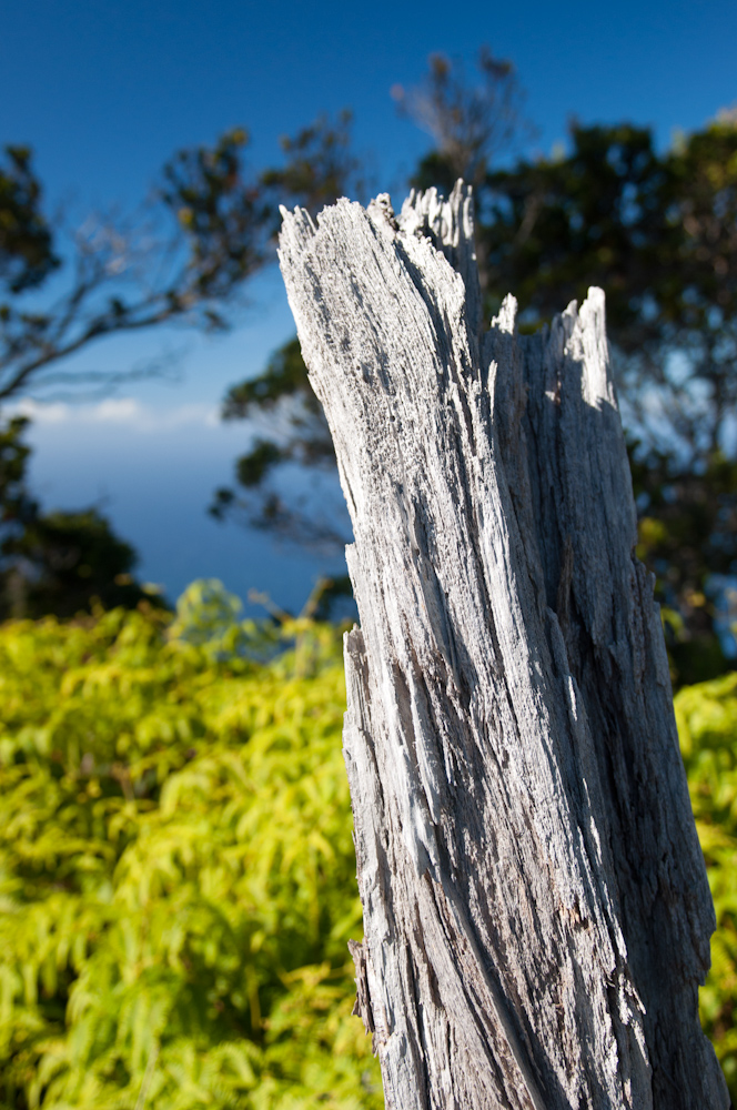 Dead Tree at Kalalau Lookout